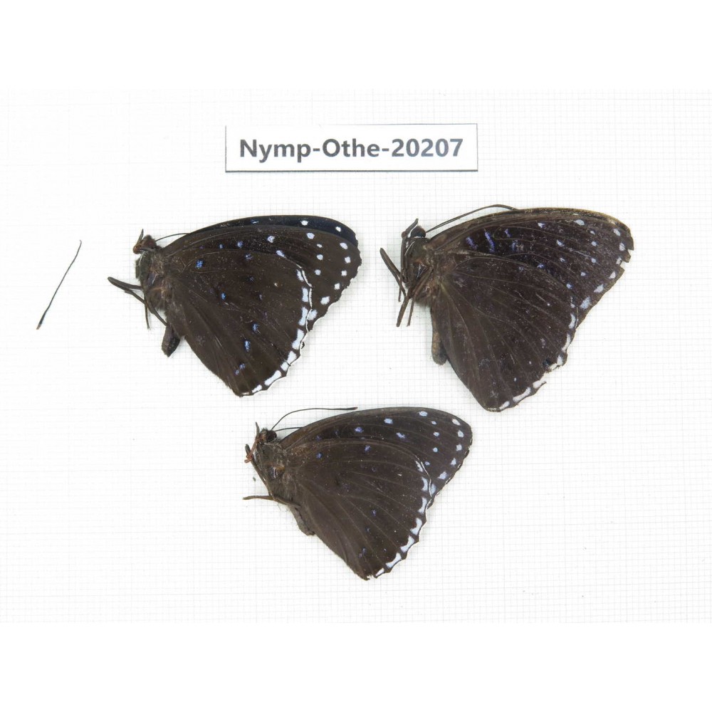 Stibochiona nicea ssp. China, Yunnan, Nujiang valley, S part of Mt. Biluoxueshan. 3M. Nymp-Othe-20207.