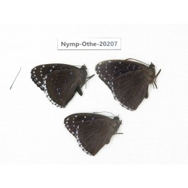 Stibochiona nicea ssp. China, Yunnan, Nujiang valley, S part of Mt. Biluoxueshan. 3M. Nymp-Othe-20207.
