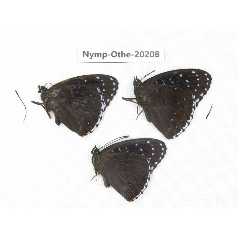 Stibochiona nicea ssp. China, Yunnan, Nujiang valley, S part of Mt. Biluoxueshan. 3M. Nymp-Othe-20208.