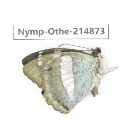 Euthalia sakota. China, Yunnan, Nujiang, Gongshan county, Bingzhongluo. 1M. Nymp-Othe-214873.
