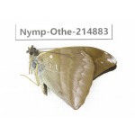 Auzakia danava. China, Yunnan, Nujiang, Gongshan county, Bingzhongluo. 1M. Nymp-Othe-214883.