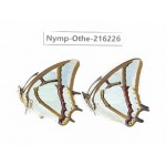 Polyura narcaea ssp. China, Yunnan, Nujiang, N of Mt.Biluoxueshan.2M. Nymp-Othe-216226.