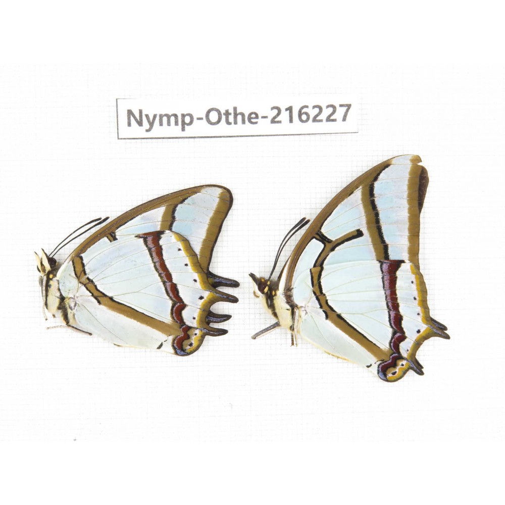 Polyura narcaea ssp. China, Yunnan, Nujiang, N of Mt.Biluoxueshan.2M. Nymp-Othe-216227.