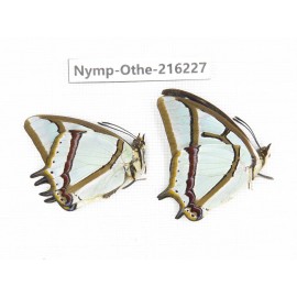 Polyura narcaea ssp. China, Yunnan, Nujiang, N of Mt.Biluoxueshan.2M. Nymp-Othe-216227.