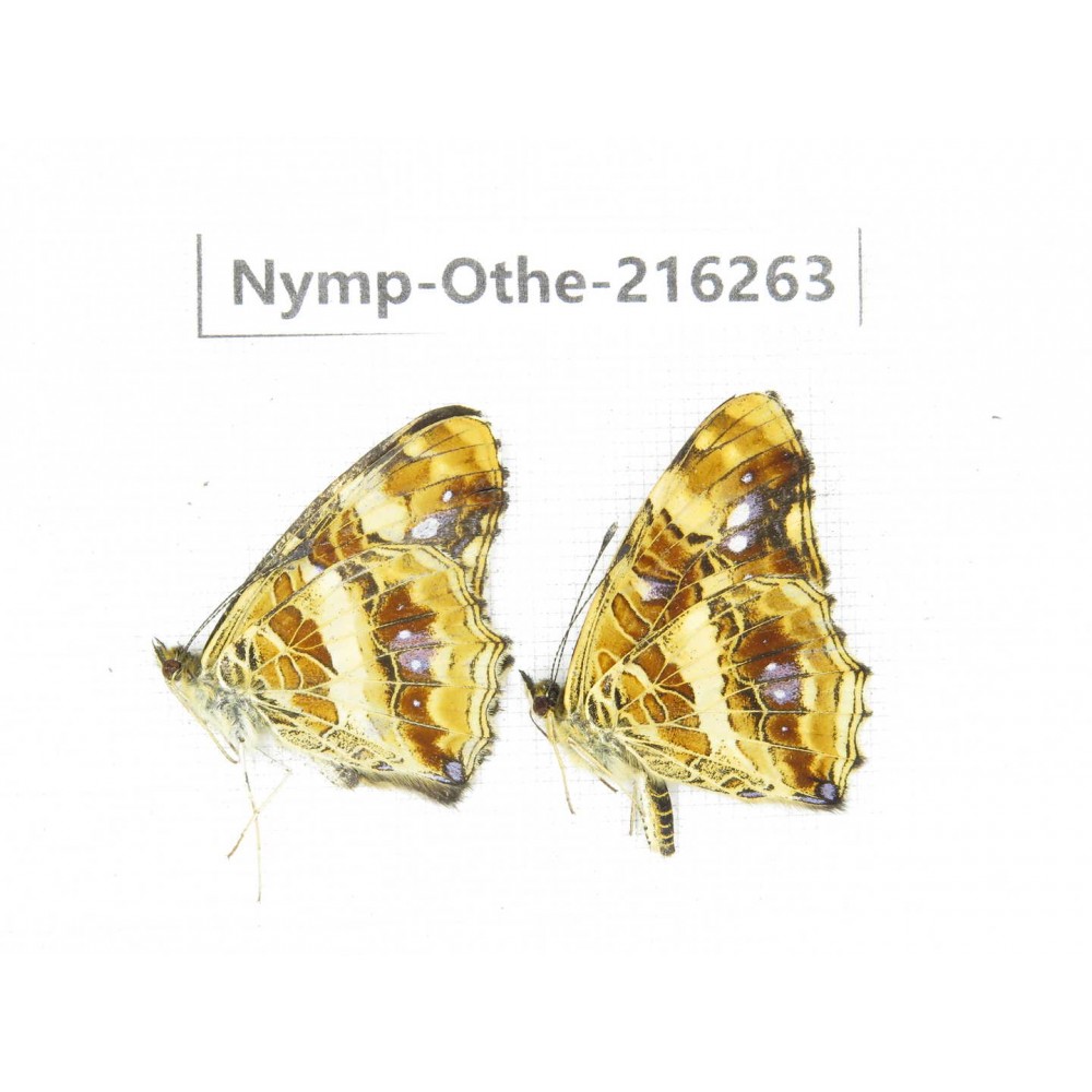 Araschnia prorsoides ssp. China, Yunnan, Nujiang, N of Mt.Biluoxueshan.2M. Nymp-Othe-216263.