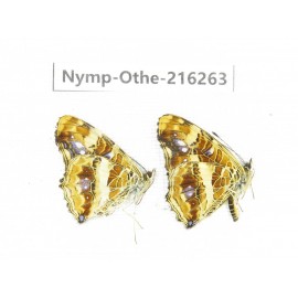 Araschnia prorsoides ssp. China, Yunnan, Nujiang, N of Mt.Biluoxueshan.2M. Nymp-Othe-216263.