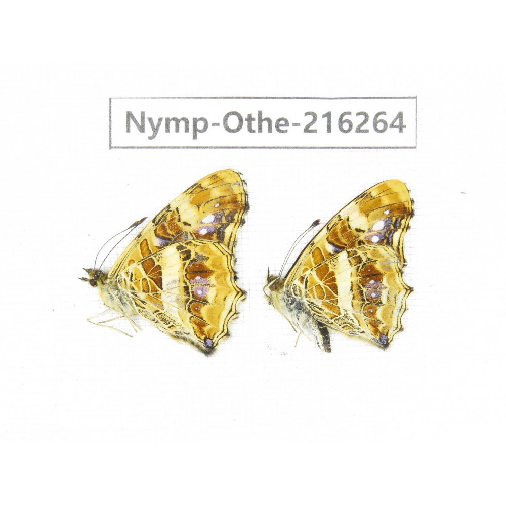 Araschnia prorsoides ssp. China, Yunnan, Nujiang, N of Mt.Biluoxueshan.2M. Nymp-Othe-216264.