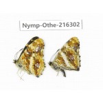 Araschnia prorsoides ssp. China, Yunnan, Nujiang, N of Mt.Biluoxueshan.2M. Nymp-Othe-216302.