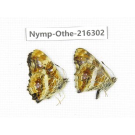Araschnia prorsoides ssp. China, Yunnan, Nujiang, N of Mt.Biluoxueshan.2M. Nymp-Othe-216302.