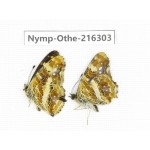 Araschnia prorsoides ssp. China, Yunnan, Nujiang, N of Mt.Biluoxueshan.2M. Nymp-Othe-216303.