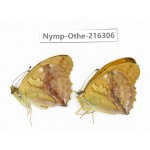 Damora sagana ssp. China, Yunnan, Nujiang, N of Mt.Biluoxueshan.2M. Nymp-Othe-216306.