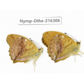 Damora sagana ssp. China, Yunnan, Nujiang, N of Mt.Biluoxueshan.2M. Nymp-Othe-216306.