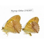 Damora sagana ssp. China, Yunnan, Nujiang, N of Mt.Biluoxueshan.2M. Nymp-Othe-216307.