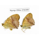 Damora sagana ssp. China, Yunnan, Nujiang, N of Mt.Biluoxueshan.2M. Nymp-Othe-216308.