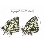Sephisa princeps ssp. China, Yunnan, Nujiang, N of Mt.Biluoxueshan.2M. Nymp-Othe-216323.