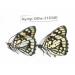 Sephisa princeps ssp. China, Yunnan, Nujiang, N of Mt.Biluoxueshan.2M. Nymp-Othe-216340.