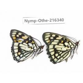 Sephisa princeps ssp. China, Yunnan, Nujiang, N of Mt.Biluoxueshan.2M. Nymp-Othe-216340.