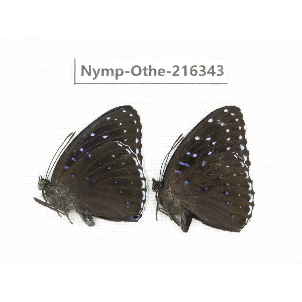 Stibochiona nicea ssp. China, Yunnan, Nujiang, N of Mt.Biluoxueshan.2M. Nymp-Othe-216343.