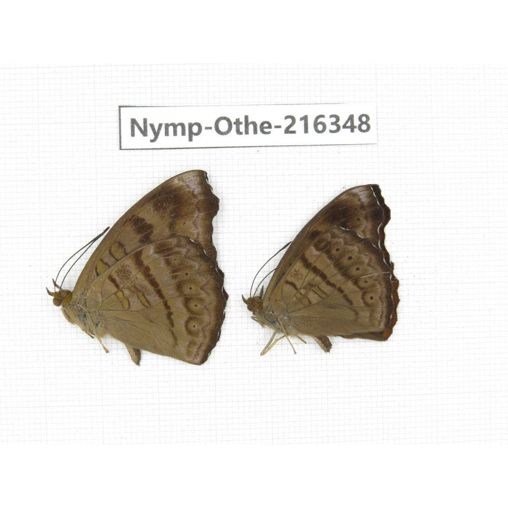 Pseudergolis wedah ssp. China, Yunnan, Nujiang, N of Mt.Biluoxueshan.2M. Nymp-Othe-216348.