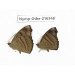 Pseudergolis wedah ssp. China, Yunnan, Nujiang, N of Mt.Biluoxueshan.2M. Nymp-Othe-216348.