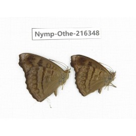 Pseudergolis wedah ssp. China, Yunnan, Nujiang, N of Mt.Biluoxueshan.2M. Nymp-Othe-216348.