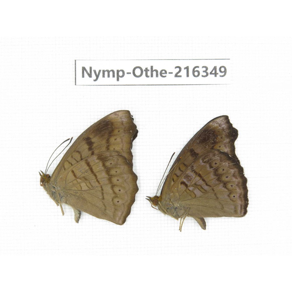 Pseudergolis wedah ssp. China, Yunnan, Nujiang, N of Mt.Biluoxueshan.2M. Nymp-Othe-216349.