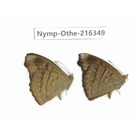 Pseudergolis wedah ssp. China, Yunnan, Nujiang, N of Mt.Biluoxueshan.2M. Nymp-Othe-216349.