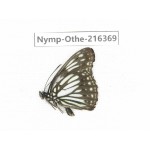 Litinga mimica. China, Yunnan, Nujiang, N of Mt.Biluoxueshan.1M. Nymp-Othe-216369.