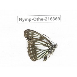 Litinga mimica. China, Yunnan, Nujiang, N of Mt.Biluoxueshan.1M. Nymp-Othe-216369.