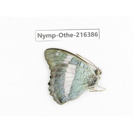 Euthalia sakota. China, Yunnan, Nujiang, N of Mt.Biluoxueshan.1M. Nymp-Othe-216386.