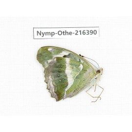 Damora sagana. China, Yunnan, Nujiang, N of Mt.Biluoxueshan.1F. Nymp-Othe-216390.