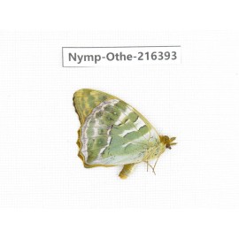 Argynnis paphia. China, Yunnan, Nujiang, N of Mt.Biluoxueshan.1M. Nymp-Othe-216393.
