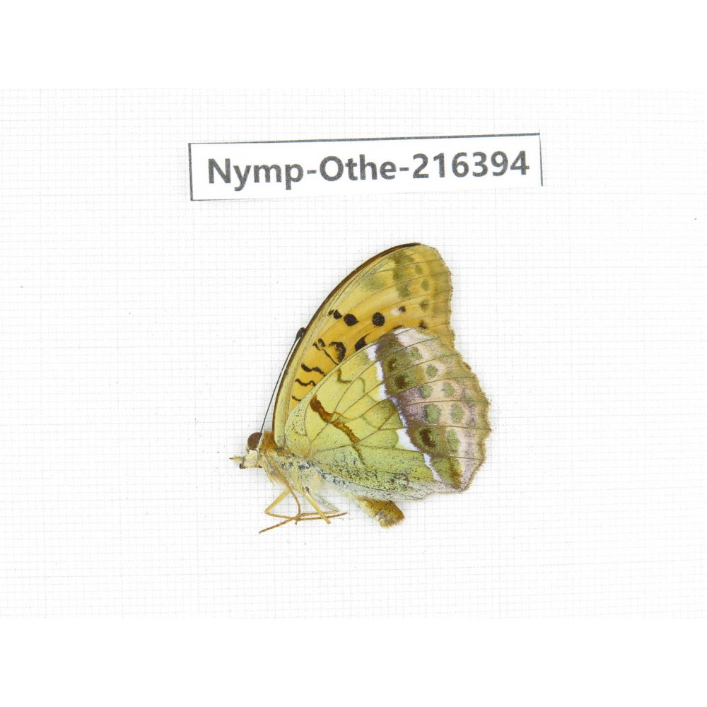 Argyronome laodice ssp. China, Yunnan, Nujiang, N of Mt.Biluoxueshan.1M. Nymp-Othe-216394.