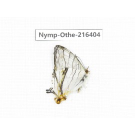 Cyrestis thyodamas ssp. China, Yunnan, Nujiang, N of Mt.Biluoxueshan.1M. Nymp-Othe-216404.