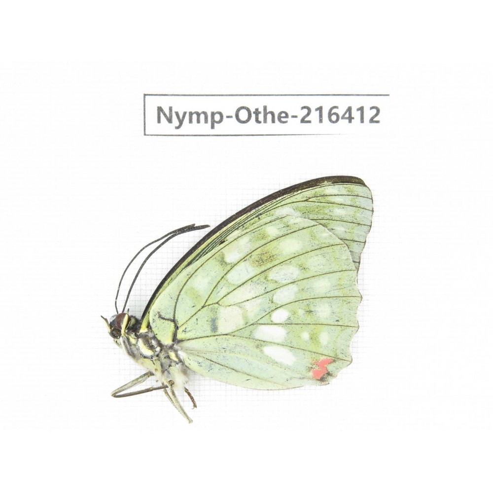 Sasakia charonda ssp. China, Yunnan, Nujiang, N of Mt.Biluoxueshan.1M. Nymp-Othe-216412.