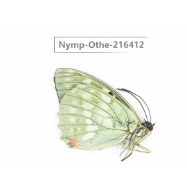 Sasakia charonda ssp. China, Yunnan, Nujiang, N of Mt.Biluoxueshan.1M. Nymp-Othe-216412.