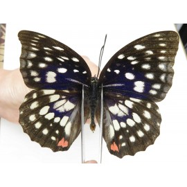 Sasakia charonda ssp. China, Yunnan, Nujiang, N of Mt.Biluoxueshan.1M. Nymp-Othe-216412.
