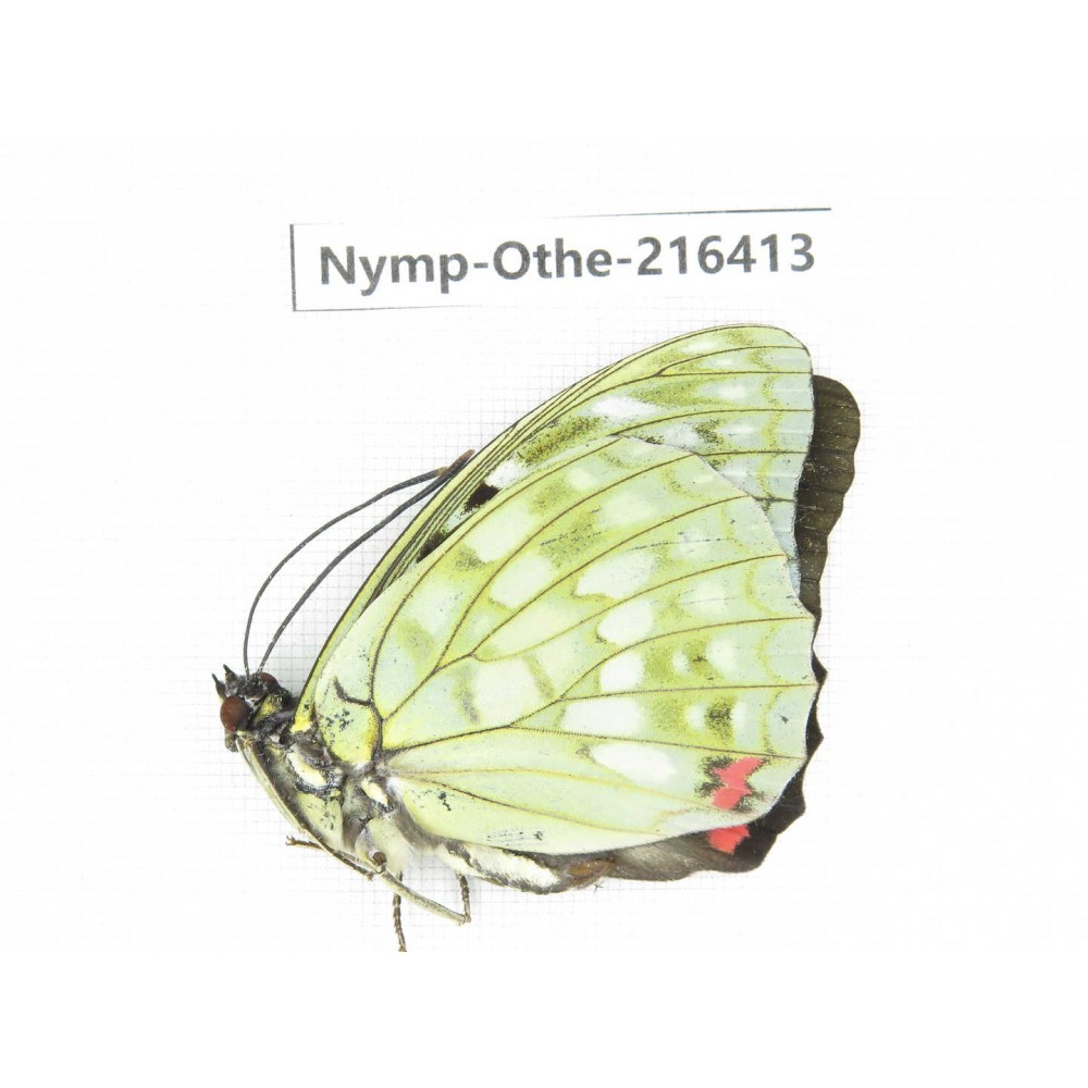 Sasakia charonda ssp. China, Yunnan, Nujiang, N of Mt.Biluoxueshan.1M. Nymp-Othe-216413.