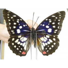 Sasakia charonda ssp. China, Yunnan, Nujiang, N of Mt.Biluoxueshan.1M. Nymp-Othe-216413.