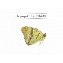 Argyronome laodice ssp. China, Yunnan, Nujiang, N of Mt.Biluoxueshan.1M. Nymp-Othe-216419.