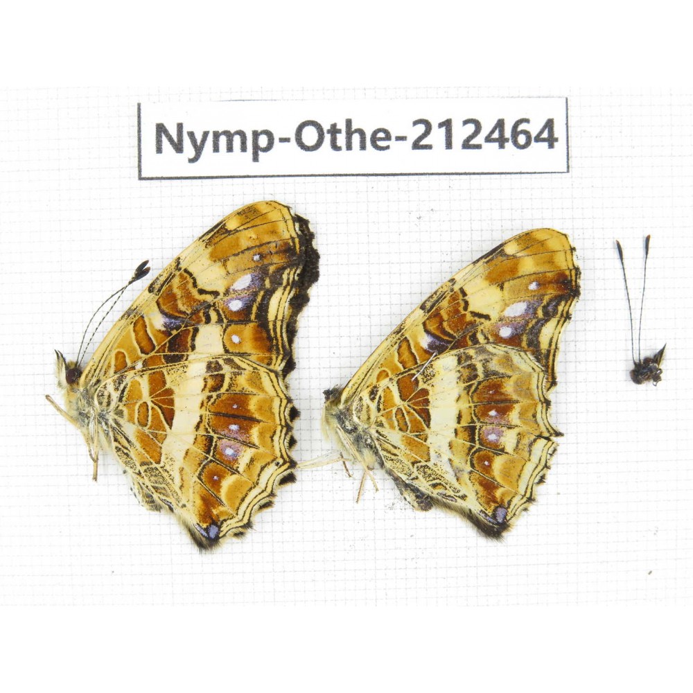 Araschnia prorsoides ssp. China, Yunnan, Nujiang, N of Mt.Biluoxueshan. 2M. Nymp-Othe-212464.