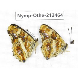 Araschnia prorsoides ssp. China, Yunnan, Nujiang, N of Mt.Biluoxueshan. 2M. Nymp-Othe-212464.