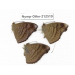 Pseudergolis wedah ssp. China, Yunnan, Nujiang, N of Mt.Biluoxueshan. 2M1F. Nymp-Othe-212519.
