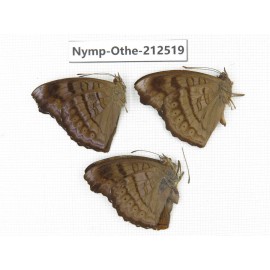 Pseudergolis wedah ssp. China, Yunnan, Nujiang, N of Mt.Biluoxueshan. 2M1F. Nymp-Othe-212519.