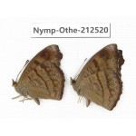 Pseudergolis wedah ssp. China, Yunnan, Nujiang, N of Mt.Biluoxueshan. 2M. Nymp-Othe-212520.