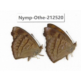 Pseudergolis wedah ssp. China, Yunnan, Nujiang, N of Mt.Biluoxueshan. 2M. Nymp-Othe-212520.