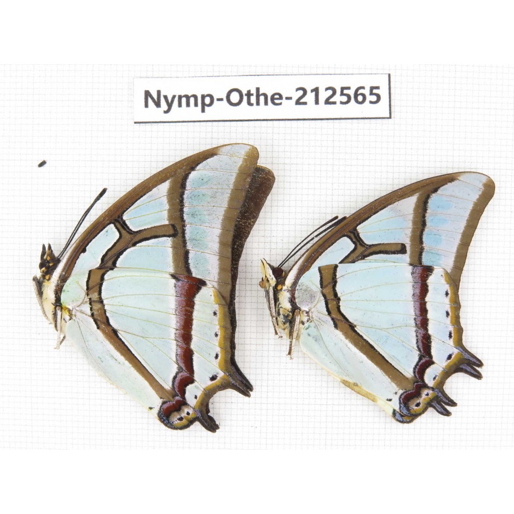 Polyura narcaea ssp. China, Yunnan, Nujiang, N of Mt.Biluoxueshan. 2M. Nymp-Othe-212565.