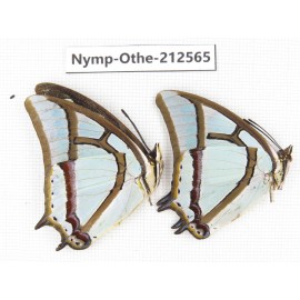 Polyura narcaea ssp. China, Yunnan, Nujiang, N of Mt.Biluoxueshan. 2M. Nymp-Othe-212565.