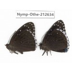 Stibochiona nicea ssp. China, Yunnan, Nujiang, N of Mt.Biluoxueshan. 2M. Nymp-Othe-212634.