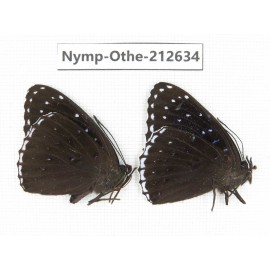 Stibochiona nicea ssp. China, Yunnan, Nujiang, N of Mt.Biluoxueshan. 2M. Nymp-Othe-212634.